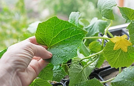 Hand examining a cucumber plant leaf