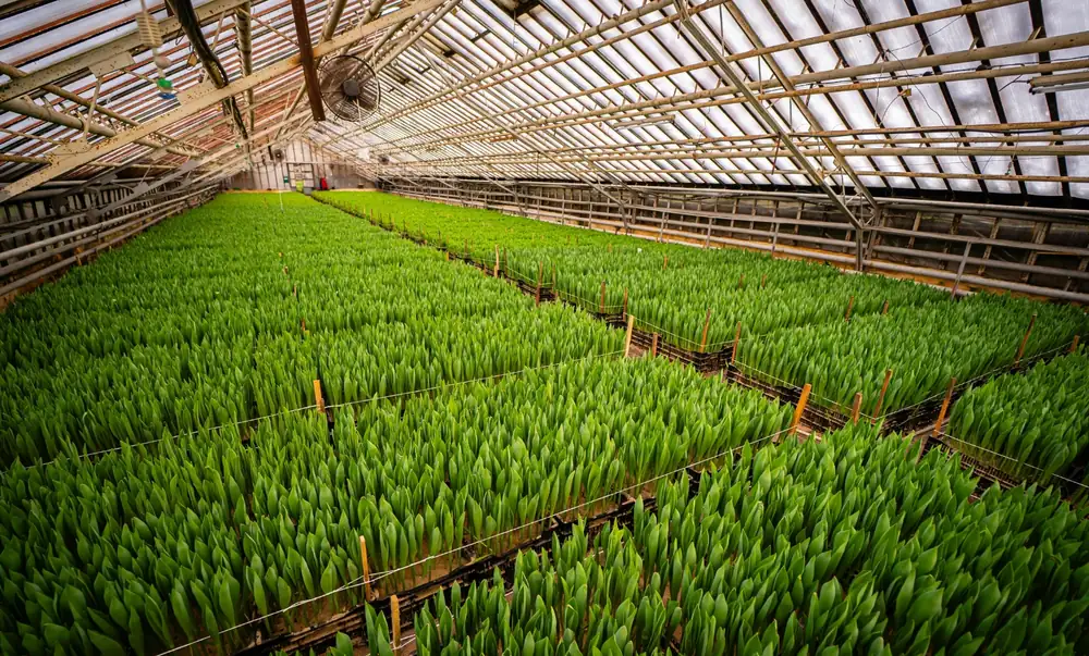 Young crops growing inside a large commercial greenhouse