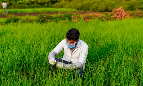 Agronomist checking crops in a green field with a tablet