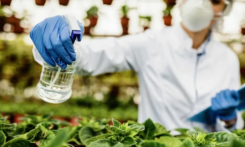 Scientist in a greenhouse testing an agrochemical sample on plants