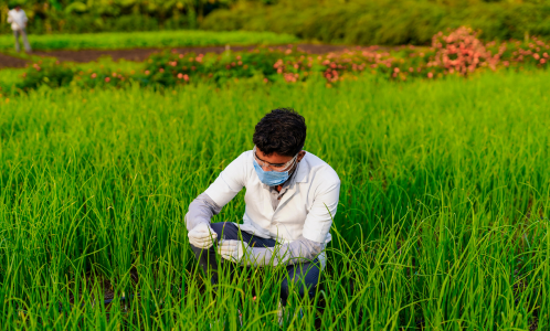 agrochemicals